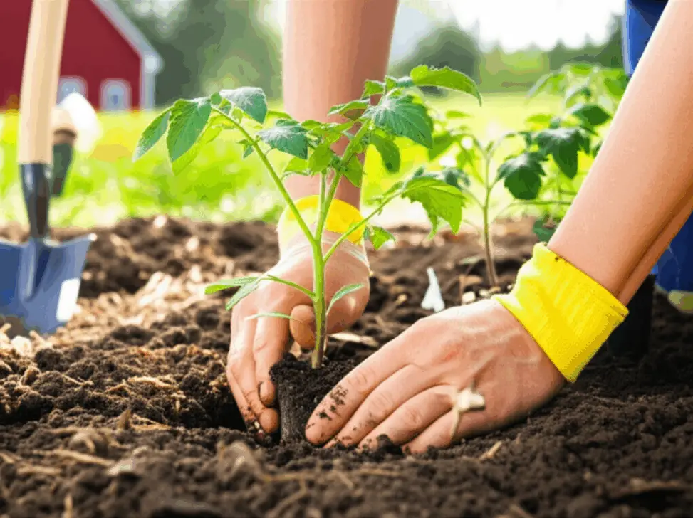 Generate a high-quality, relevant image prompt for an article about: Planting Tomatoes in NC: The Ul