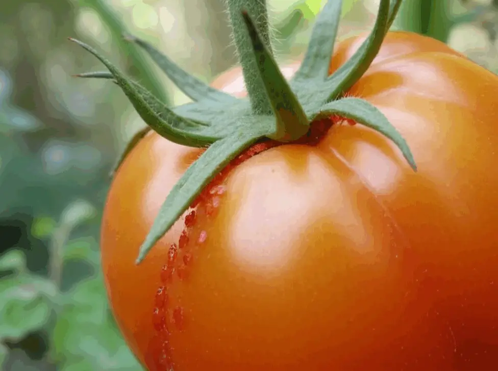 Generate a high-quality, relevant image prompt for an article about: Little Red Bugs on Tomatoes: Ef