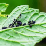 Generate a high-quality, relevant image prompt for an article about: Small Black Bugs on Tomato Plan