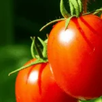 generate an eye catching high quality featured im 1756472333