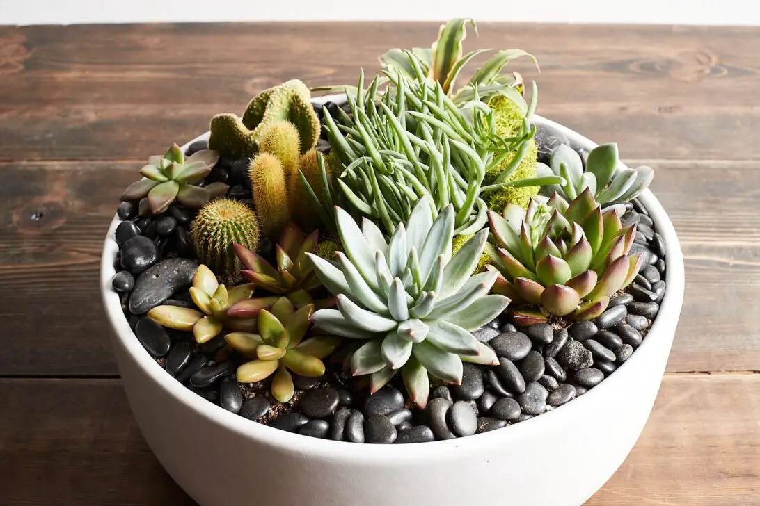 Planter For Succulents