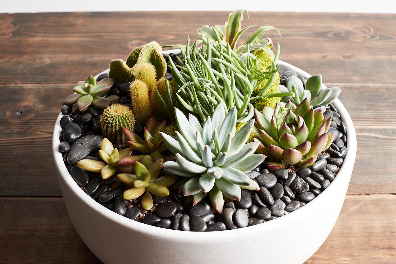 Planter For Succulents
