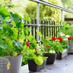 Best Flowering Plants for Outdoor Pots in Florida