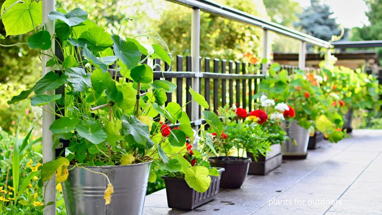 Best Flowering Plants for Outdoor Pots in Florida