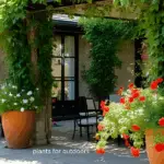 Best Outdoor Plants Florida – Top Picks for Yards