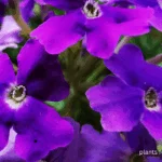 Best Plants for Lanai in Florida: Top Choices for Thriving Outdoor Spaces