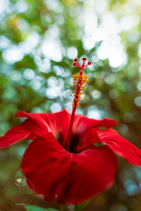 Hibiscus (Hibiscus rosa-sinensis)