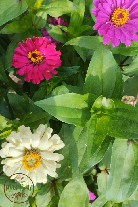 Zinnias