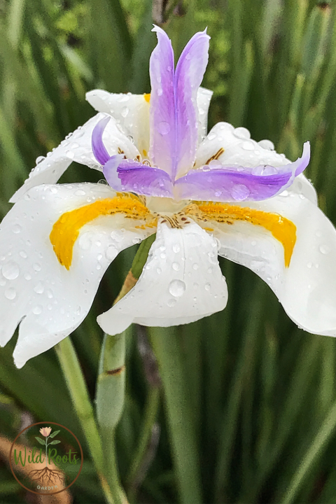 African Iris