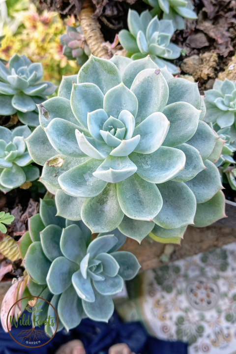 Succulents