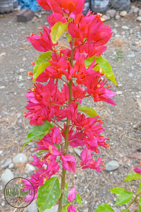 Bougainvillea (Bougainvillea spp.)