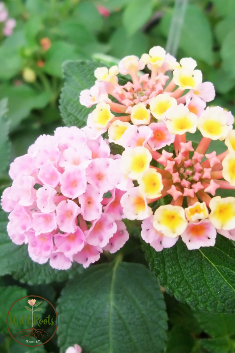 Lantana (Lantana camara)