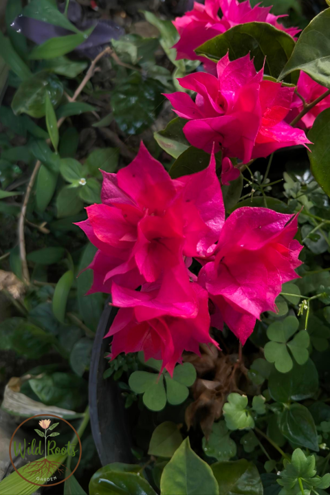 Mandevilla