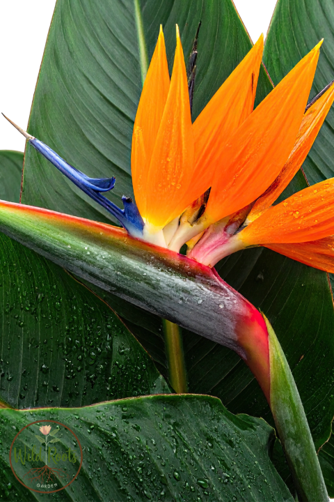 Bird of Paradise