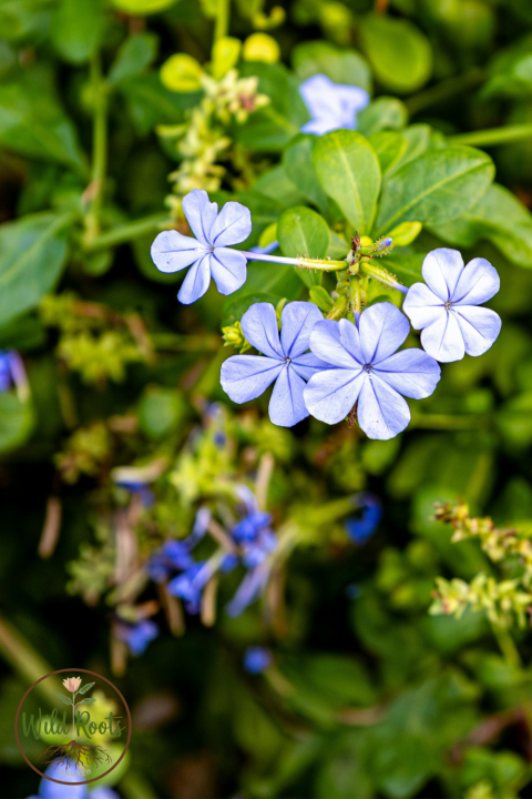 Plumbago