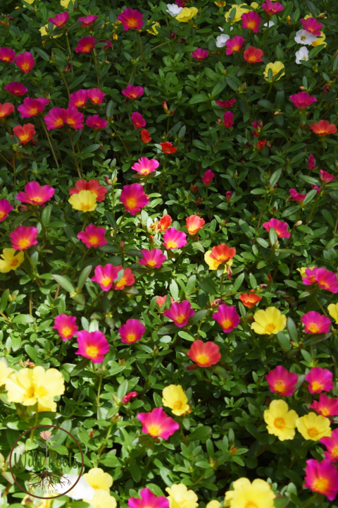Portulaca