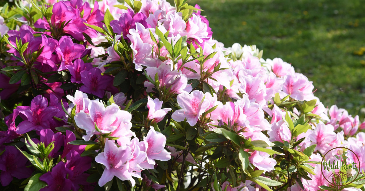 Best Time to Plant Azaleas in Florida for Success