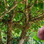 The Best Time to Plant a Fig Tree in Florida Zone 7