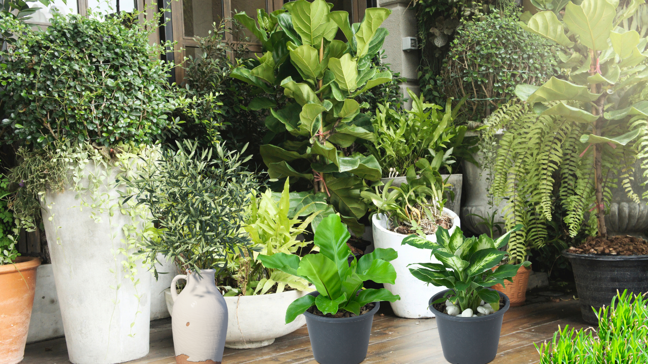 Best Plants for Pots in Florida Sun Top Choices