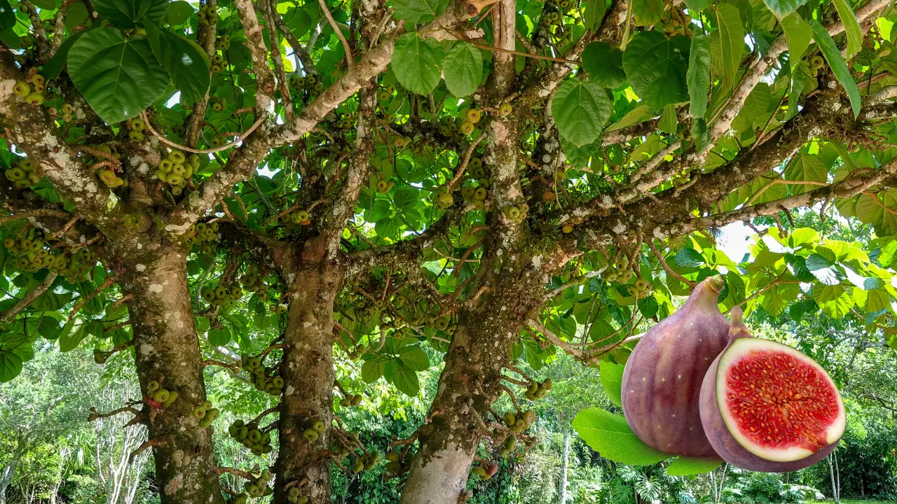 The Best Time to Plant a Fig Tree in Florida Zone 7