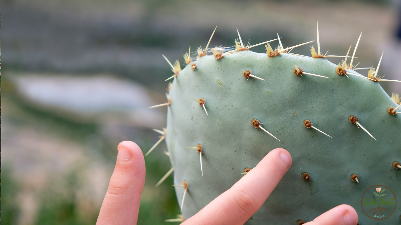 What Happens If You Touch a Cactus