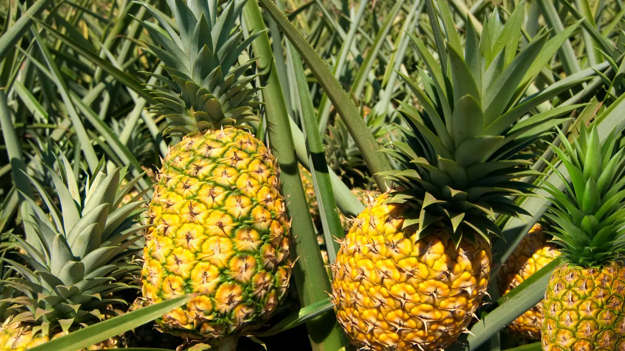 How to Grow Pineapple in Water in Florida: A Step-by-Step Guide