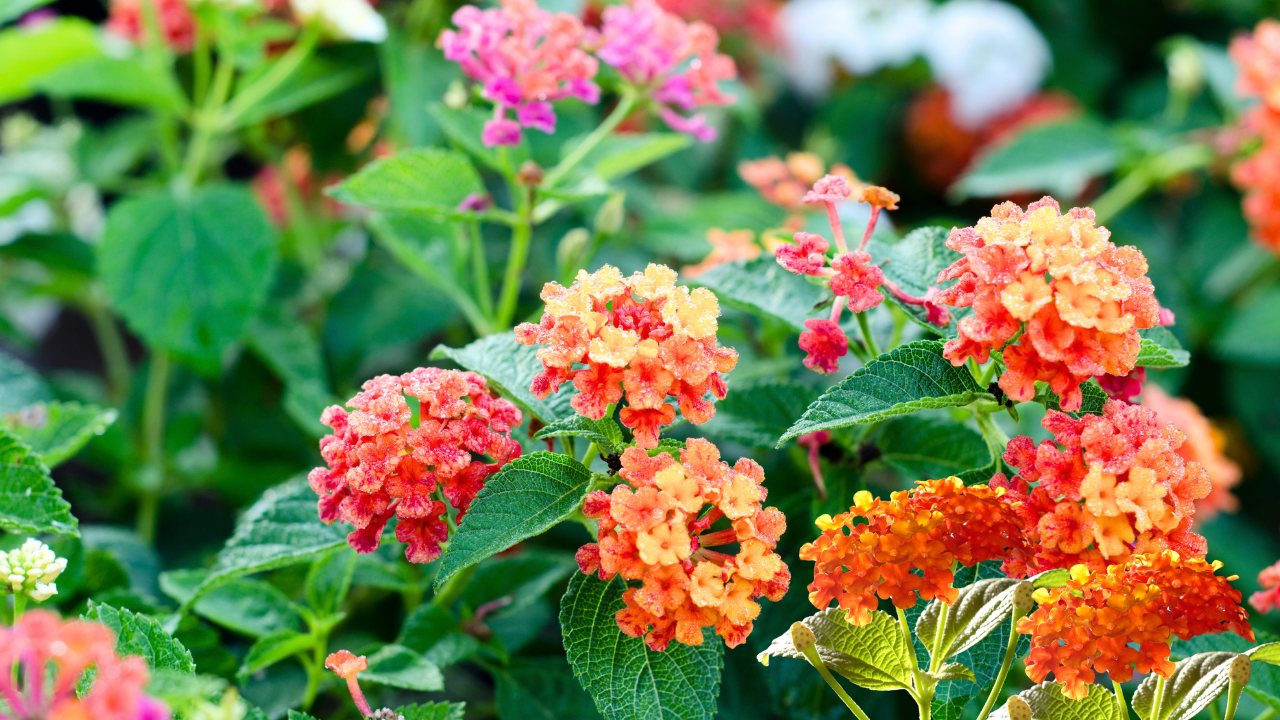 How to Grow Lantana Safely in Florida 2 How to Grow Lantana Safely in Florida