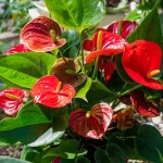 Best Time to Plant a Garden in Orlando