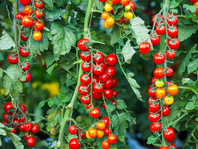 The Ultimate Guide to the Prolific Better Boy Tomato