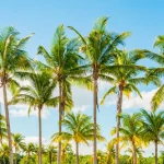 Best Time to Plant a Palm Tree in Florida