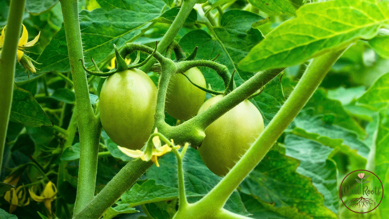 When Are Tomatoes in Season in Florida
