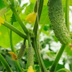 Best Time to Grow Cucumbers in Florida