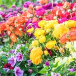 Best Flower Bed Plants in Florida Blooming Beauty: The Ultimate Guide