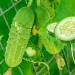 best cucumbers to grow in florida