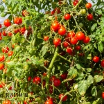 Best Time to Plant Tomatoes in Florida: A Comprehensive Guide