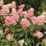 Best Flowering Evergreen Plants for South Florida: A Comprehensive Guide