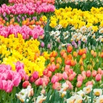 Bloom All Year Long: The Best Flower Bed Plants in Florida for Stunning Landscapes