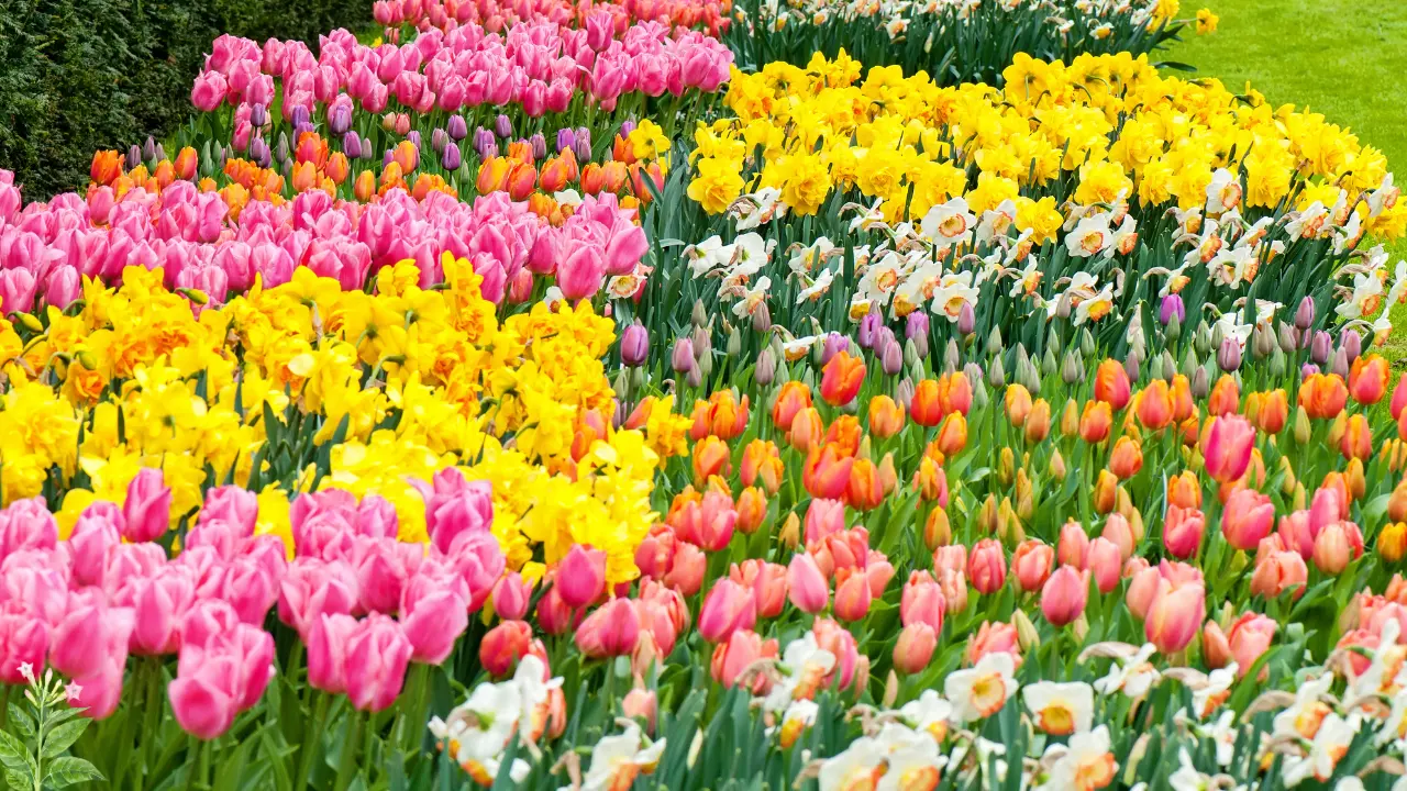 Bloom All Year Long: The Best Flower Bed Plants in Florida for Stunning Landscapes