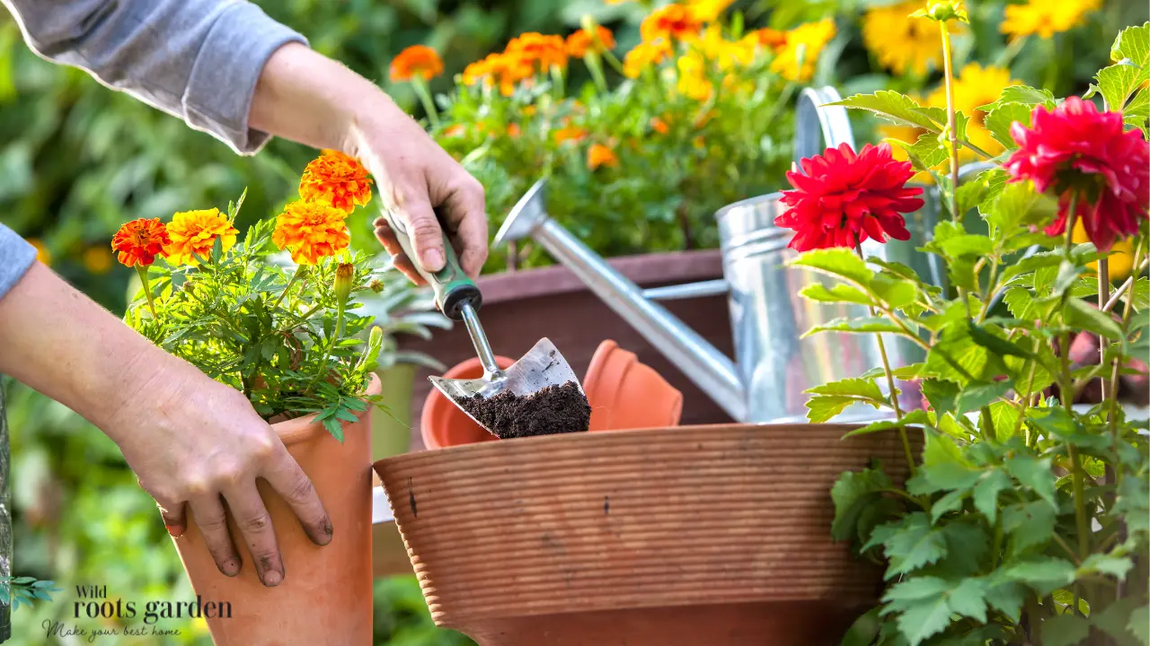 Flower Gardening in Florida for Beginners