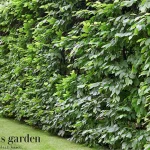 Discover the Best Plants for Fast-Growing Hedges in Florida that Provide Privacy