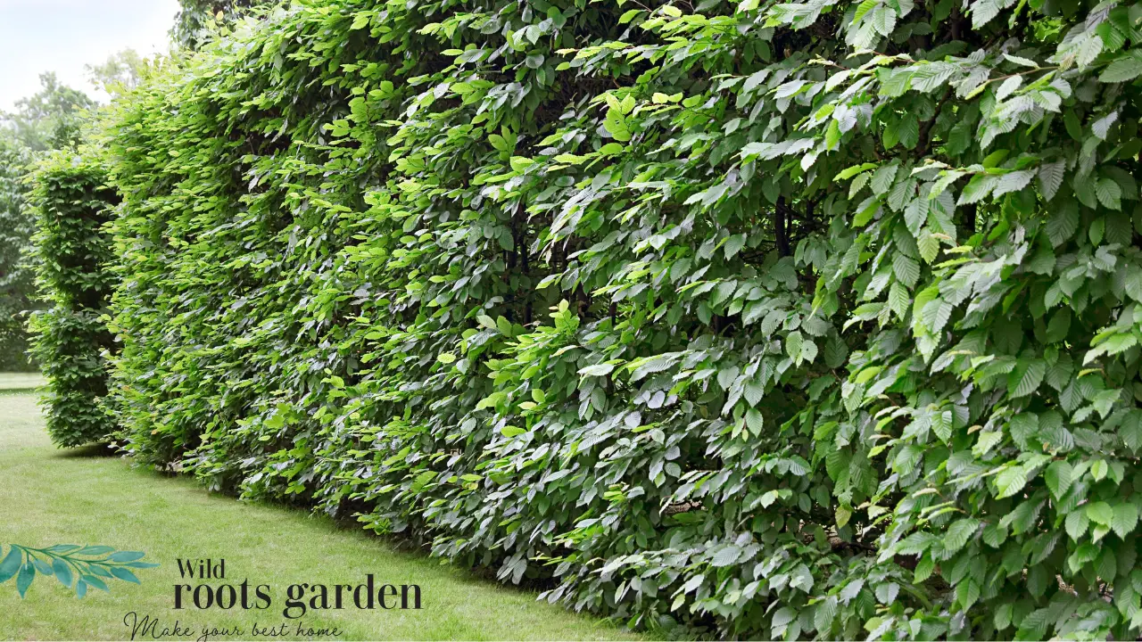 Discover the Best Plants for Fast-Growing Hedges in Florida that Provide Privacy
