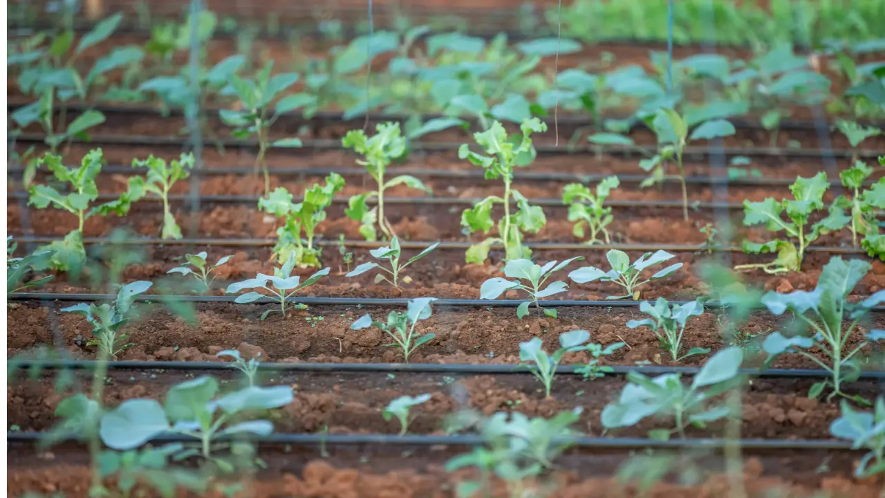 Best Plants to Grow in Florida Winter