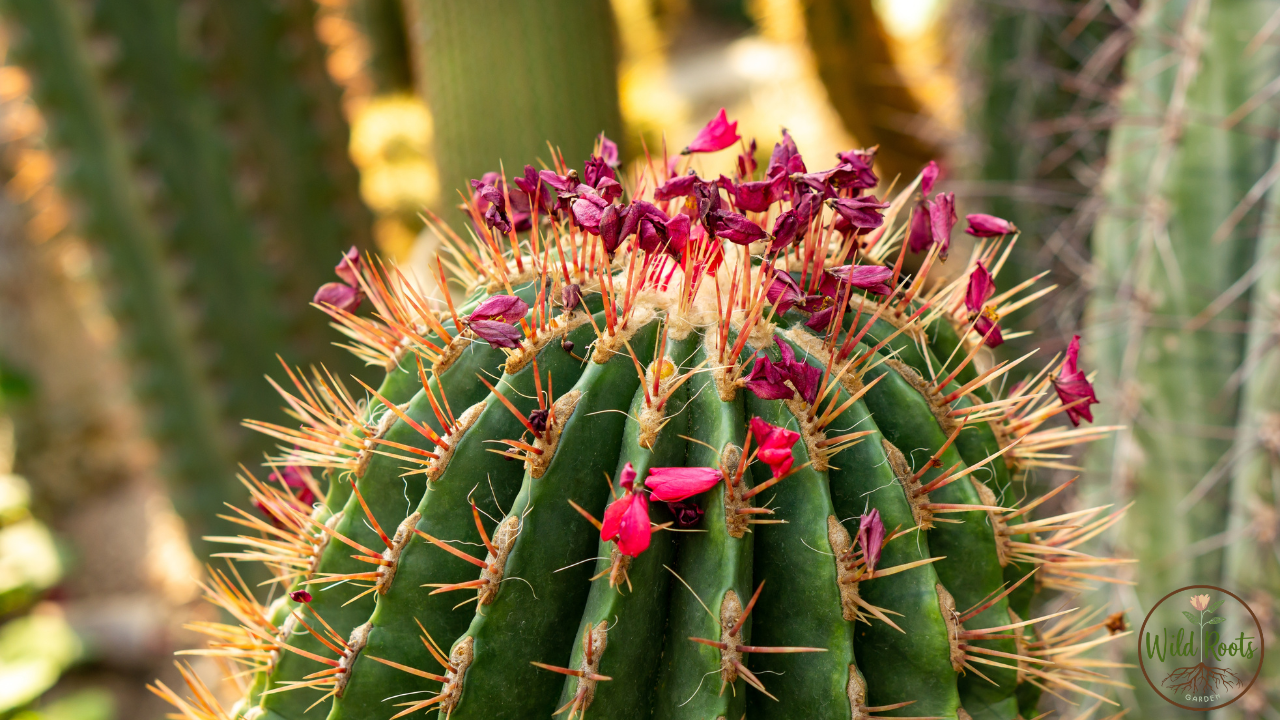 How Do I Get My Cactus to Bloom? A Grower's Guide 5 How Do I Get My Cactus to Bloom