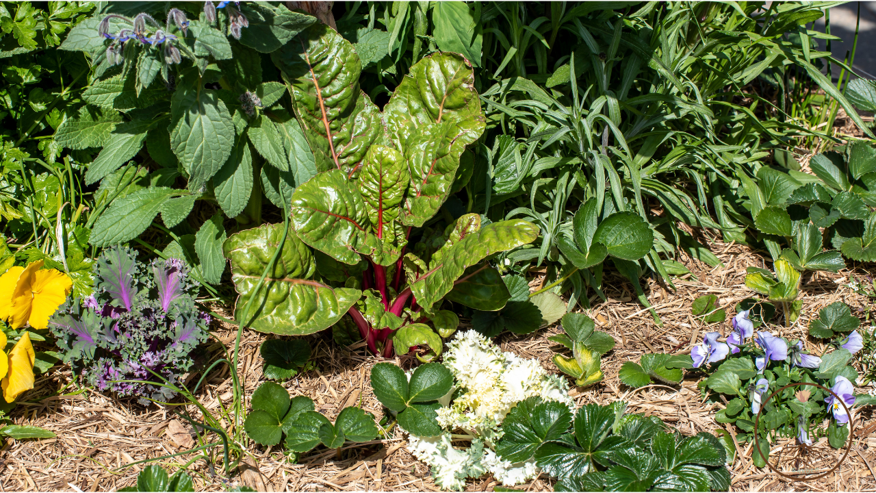 Eat Your Landscape: A Beginner's Guide to Florida's Edible Plants