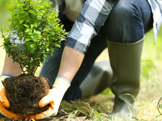 Central Florida Planting Guide By Month: A Gardener’s Calendar