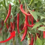 How to Grow Peppers in 10 Days in Florida: A Comprehensive Guide