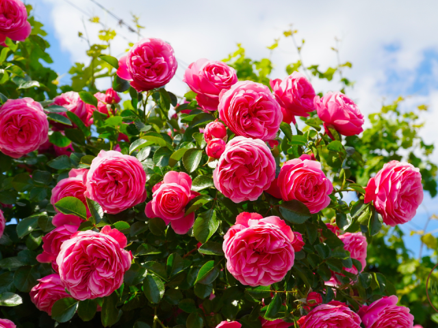 The Best Time to Plant Roses in Florida: A Zone-by-Zone Guide