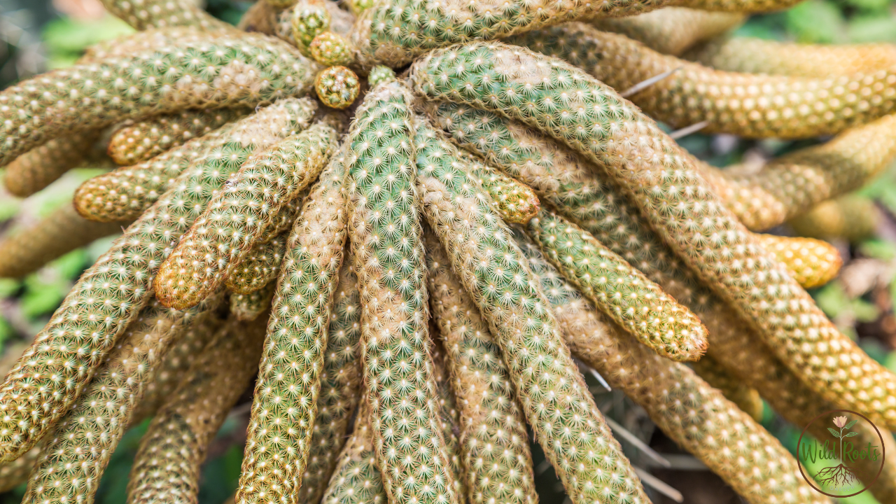 How Long Do Cacti Live Without Water? Full Survival Guide 6 How Long Do Cacti Live Without Water