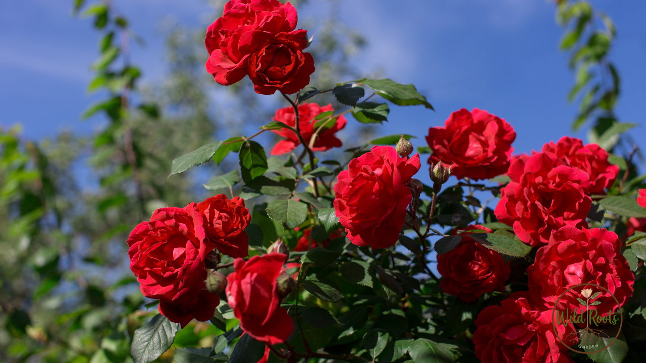 The Best Time to Plant Roses in Florida
