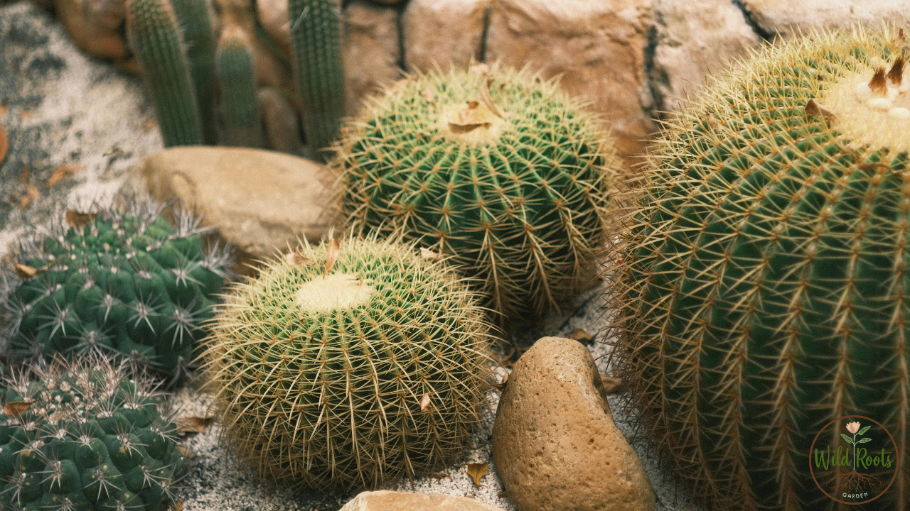 How Long Do Cacti Live Without Water